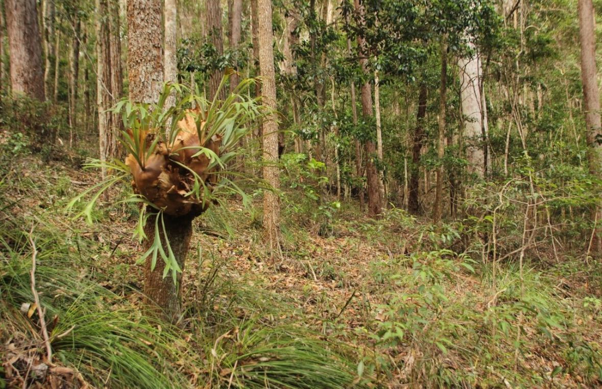 Dinas Kehutanan Papua Barat Tuntaskan Pembangunan Hutan Rakyat Seluas 28 Hektare