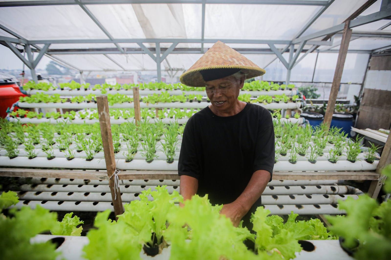 Urban Farming di RW 7 Suka Asih Buktikan Lahan Sempit di Kota Bandung Tetap Produktif