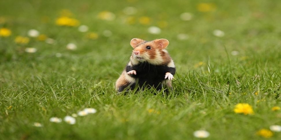 7 Keunikan Hamster yang Bikin Hewan Kecil Ini Terlihat Menggemaskan