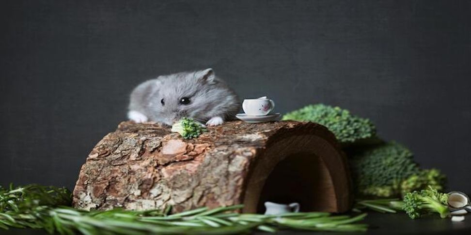 7 Keunikan Hamster yang Bikin Hewan Kecil Ini Terlihat Menggemaskan