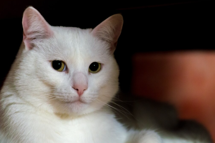 Antara Sehat dan Trauma: Perlukah Menyikat Gigi Kucing Kamu Setiap Hari?