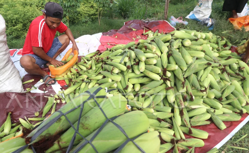 Jelang Tahun Baru 2026, Penjual Jagung dan Arang Diserbu Pembeli di Pasar
