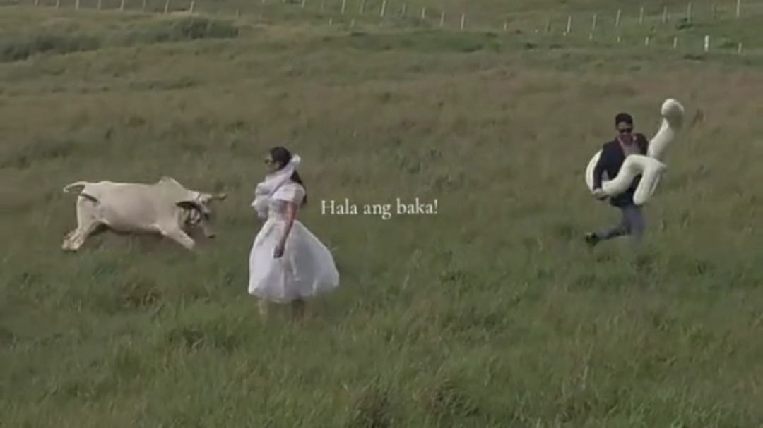 Foto Romantis di Lapangan Berujung Panik, Pasangan Ini Kabur Setelah Didatangi Sapi