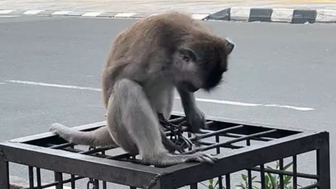 Viral Cewek Temukan Monyet Terikat di Margonda Depok, Lokasi Kini Kosong