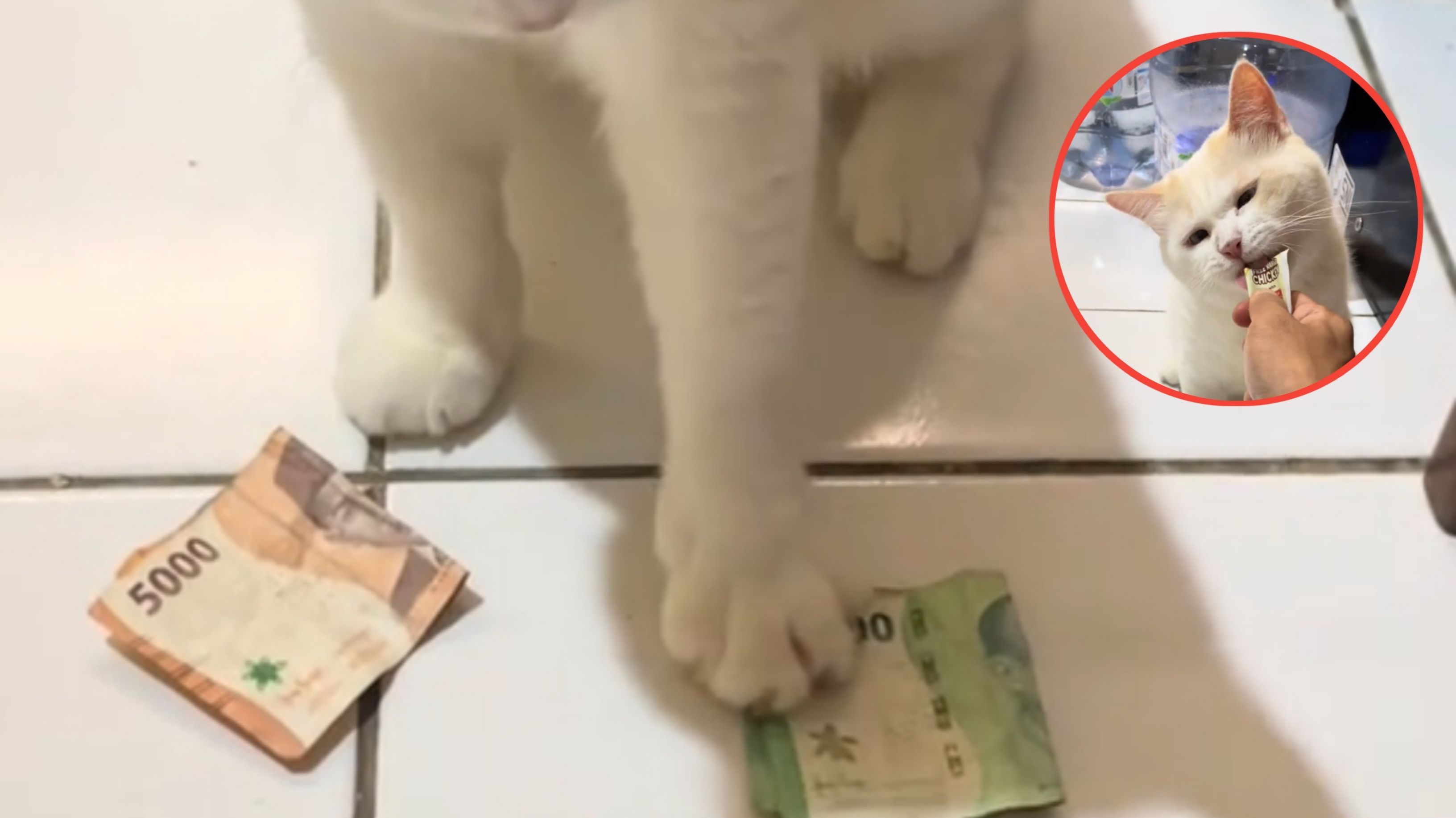 Menggemaskan dan Cerdas, Aksi Kucing Putih Ini Bikin Netizen Terhibur