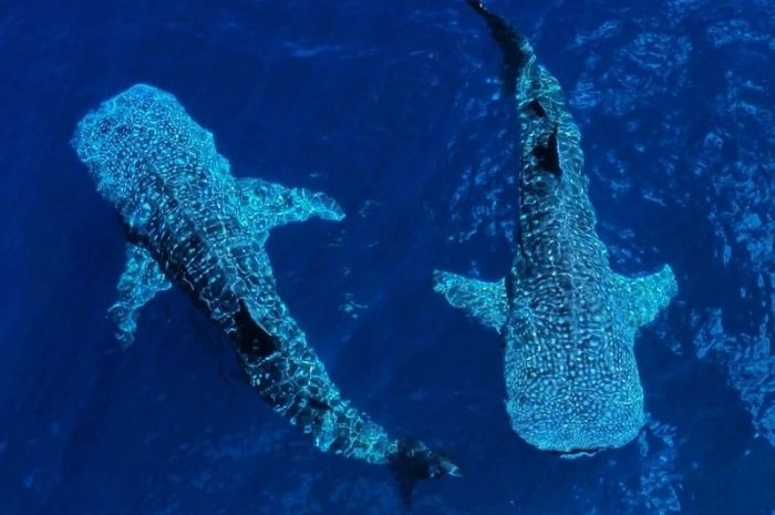 Wisata Hiu Paus Botubarani Jadi Magnet Wisatawan Peserta PENAS XVII