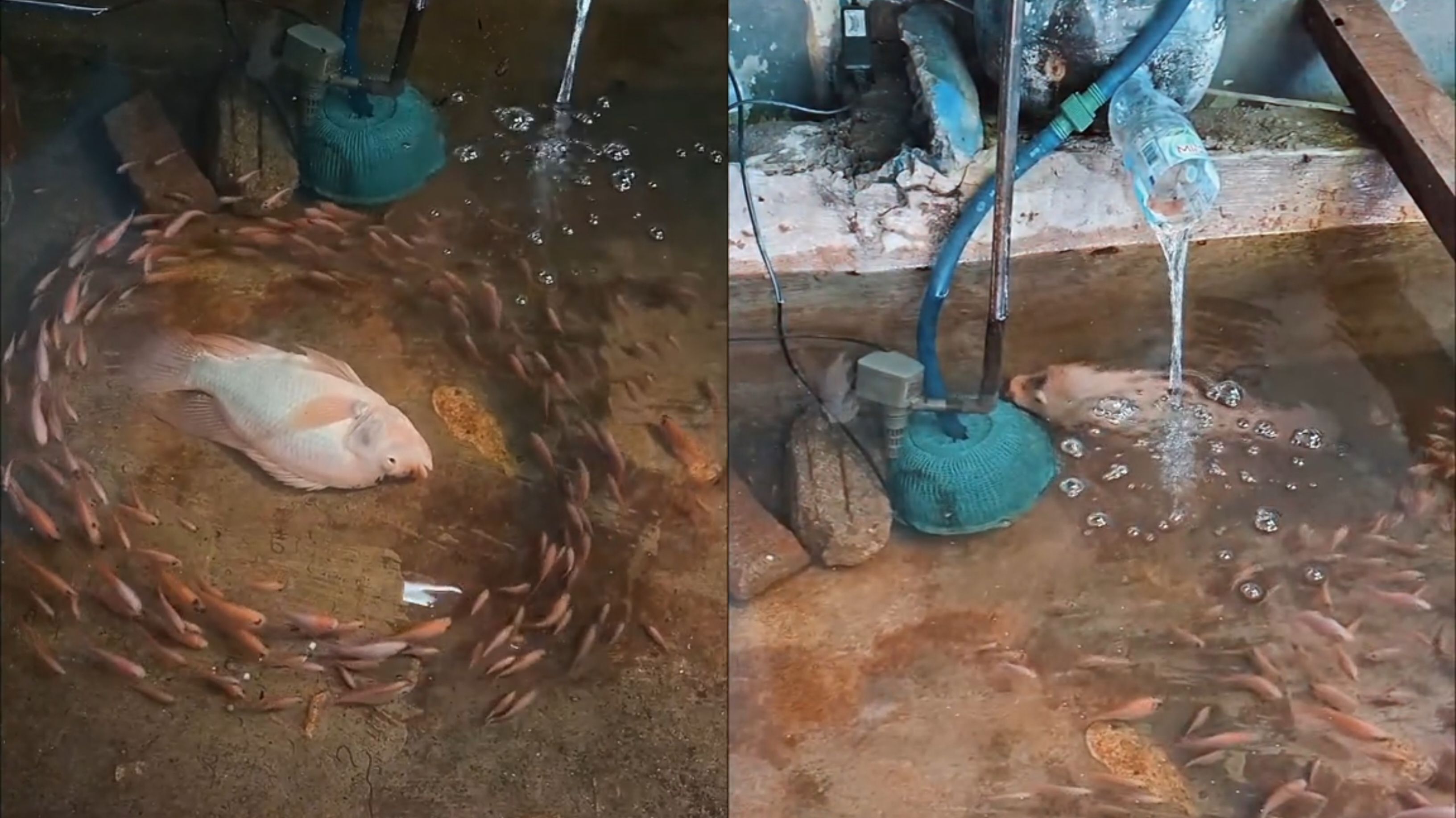 Mirip Adegan Avatar, Ikan yang Hampir Mati Ini Kembali Hidup Usai Dikelilingi Ikan Lain