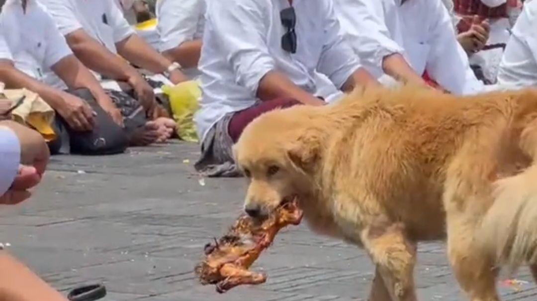 Aksi Anjing Bawa Ayam Banten di Area Pura Bali Tertangkap Kamera, Sikap Orang-Orang Sekitar Bikin Warganet Kagum