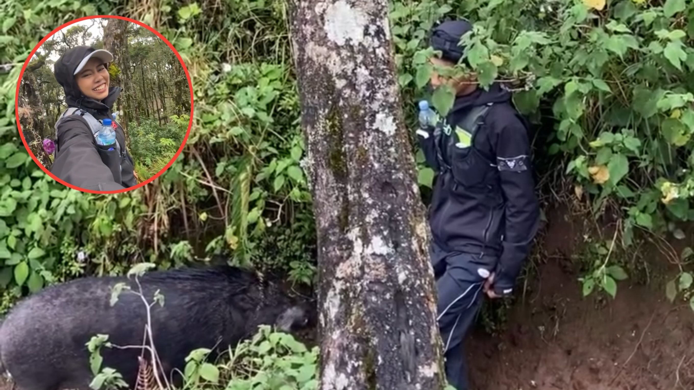 Cewek Ini Rekam Pasangannya yang Diam Mematung Saat Disamperin Babi Ganas, Endingnya Malah Tak Terduga