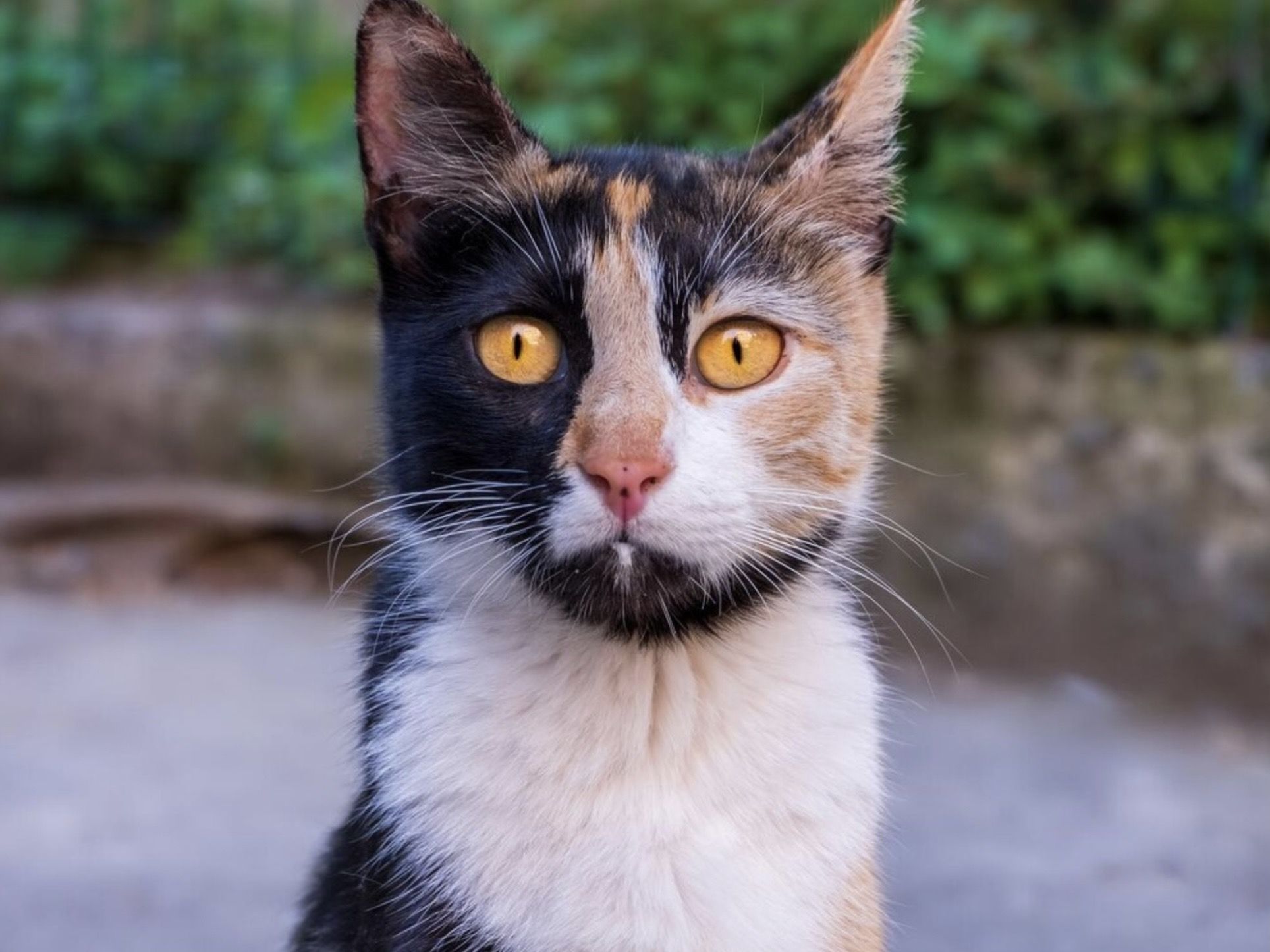 Kucing Chimera dan Fenomena 2 DNA dalam Satu Tubuh: Fakta Ilmiah yang Lebih Aneh dari Sekadar Fiksi