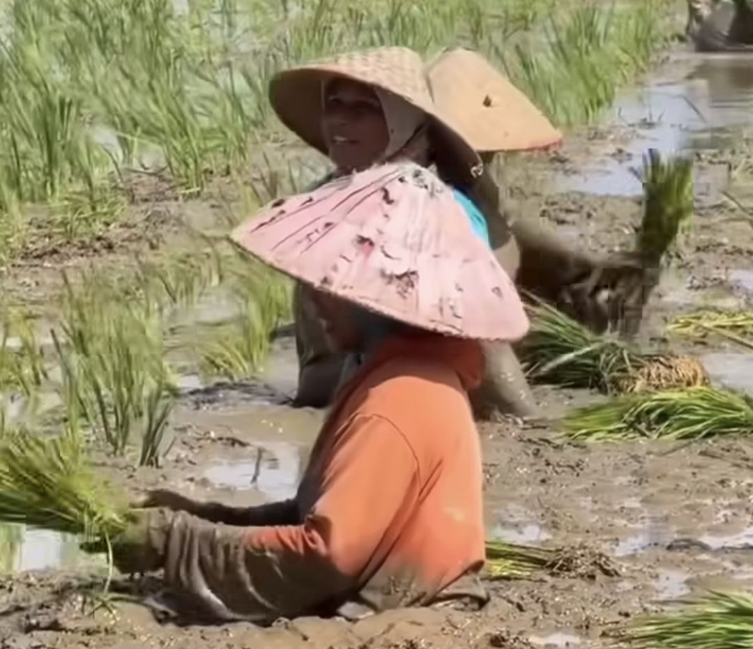 Pantang Menyerah, Petani Aceh Utara Tetap Tanam Padi di Sawah Tergenang Sedalam Satu Meter