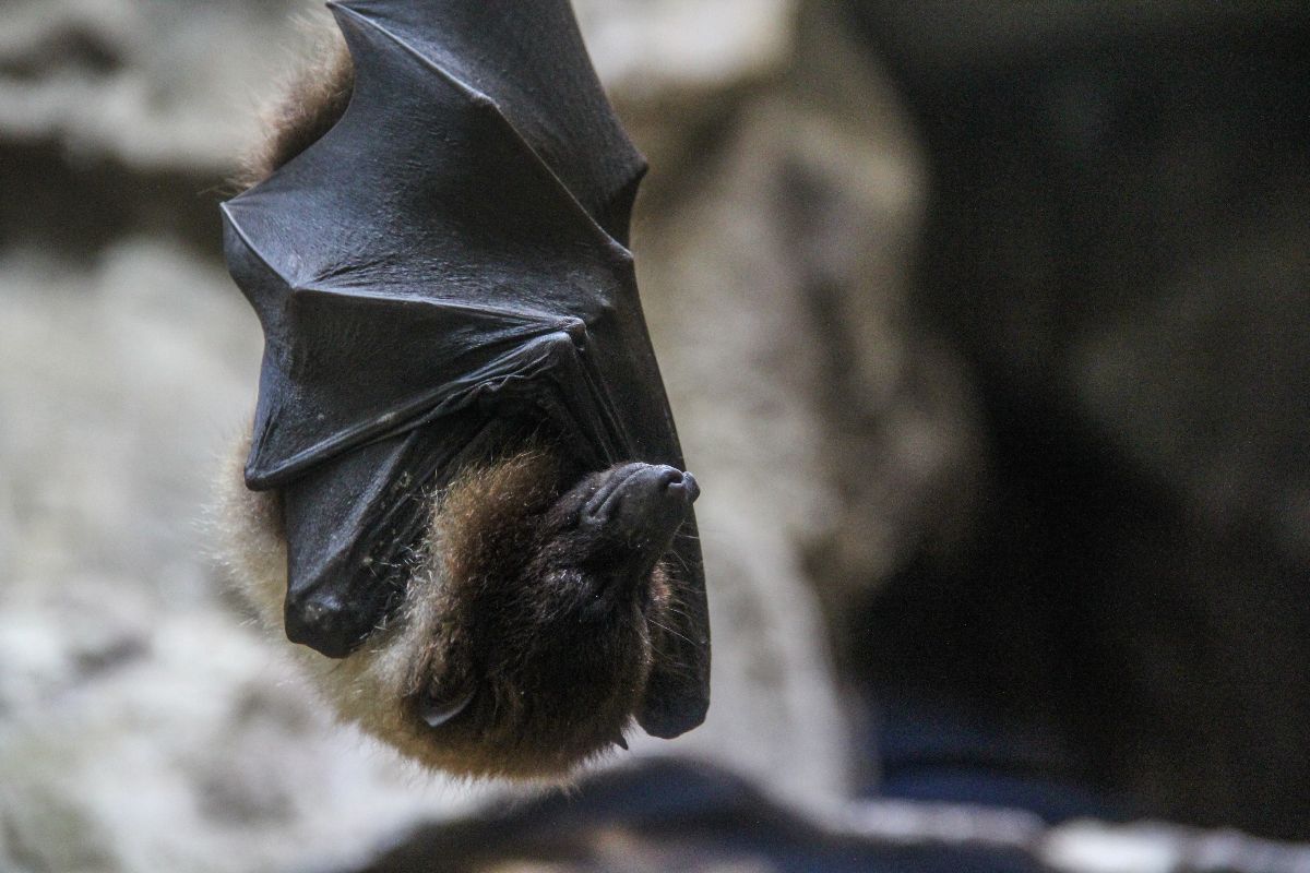 Virus Nipah Merebak di India, Indonesia Diminta Tegas Lakukan Langkah-Langkah Pencegahan