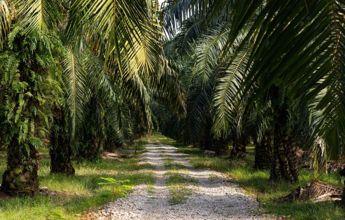 Budidaya Sawit, Kelapa dan Kedelai Bekontribusi pada Hilangnya 75 Persen Keanekaragaman Hayati