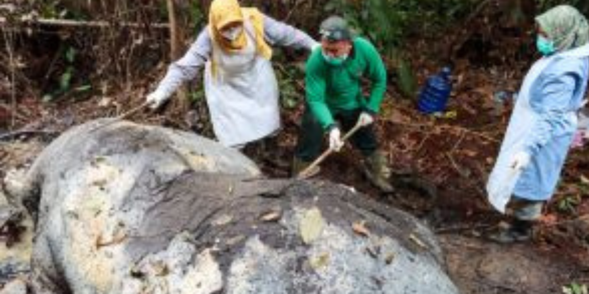 Gajah Sumatera Ditembak Mati dan Digondol Gadingnya, Kapolda Riau Turun Langsung ke Hutan Ukui