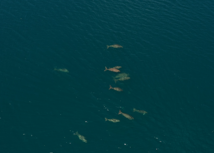 Jadi Begini Cara Masyarakat Adat Jaga Laut Maluku hingga Habitat Dugong Terbesar Betah