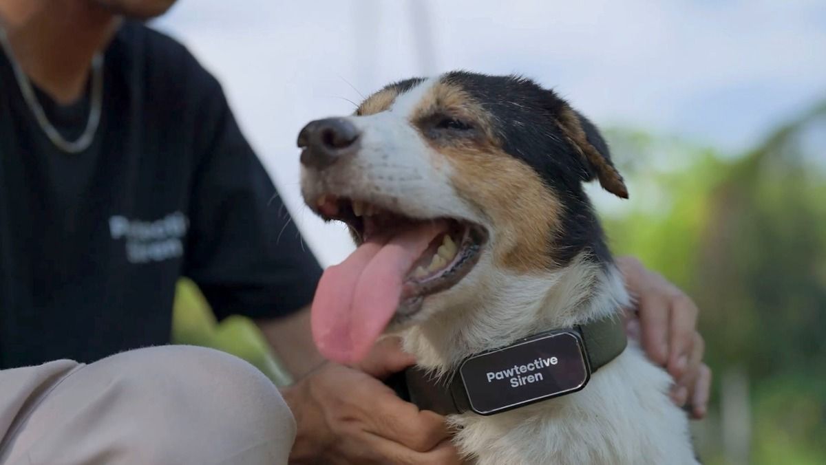 Cegah Kekerasan Jalanan, 500 Anjing Liar di Jakarta Bakal Dibekali Kalung Alarm Pintar