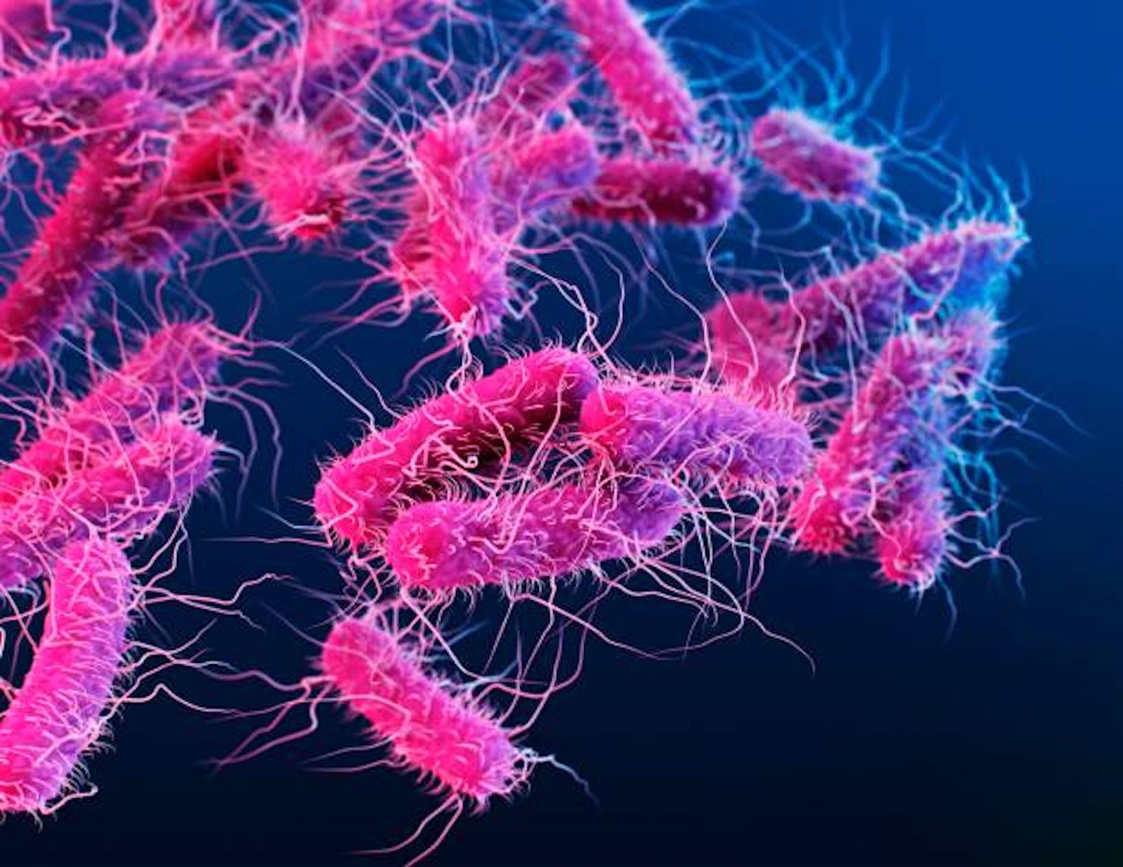 Kenapa Orang Bisa Terinfeksi Salmonella? Kenali 4 Penyebab Ini!