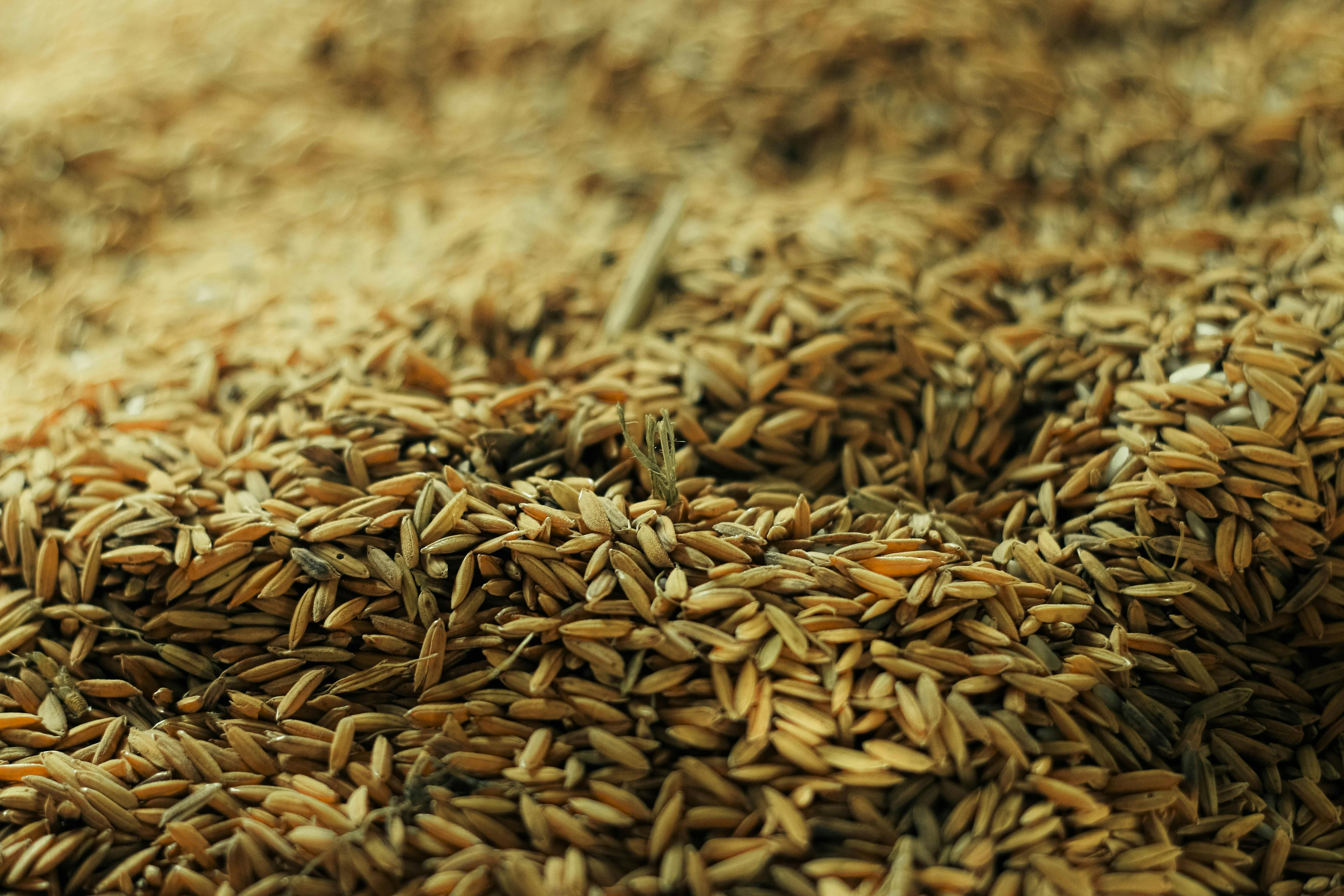 Bulog Lampung Serap 101 Ribu Ton Gabah Petani, Capai 25,58 Persen Target 2026