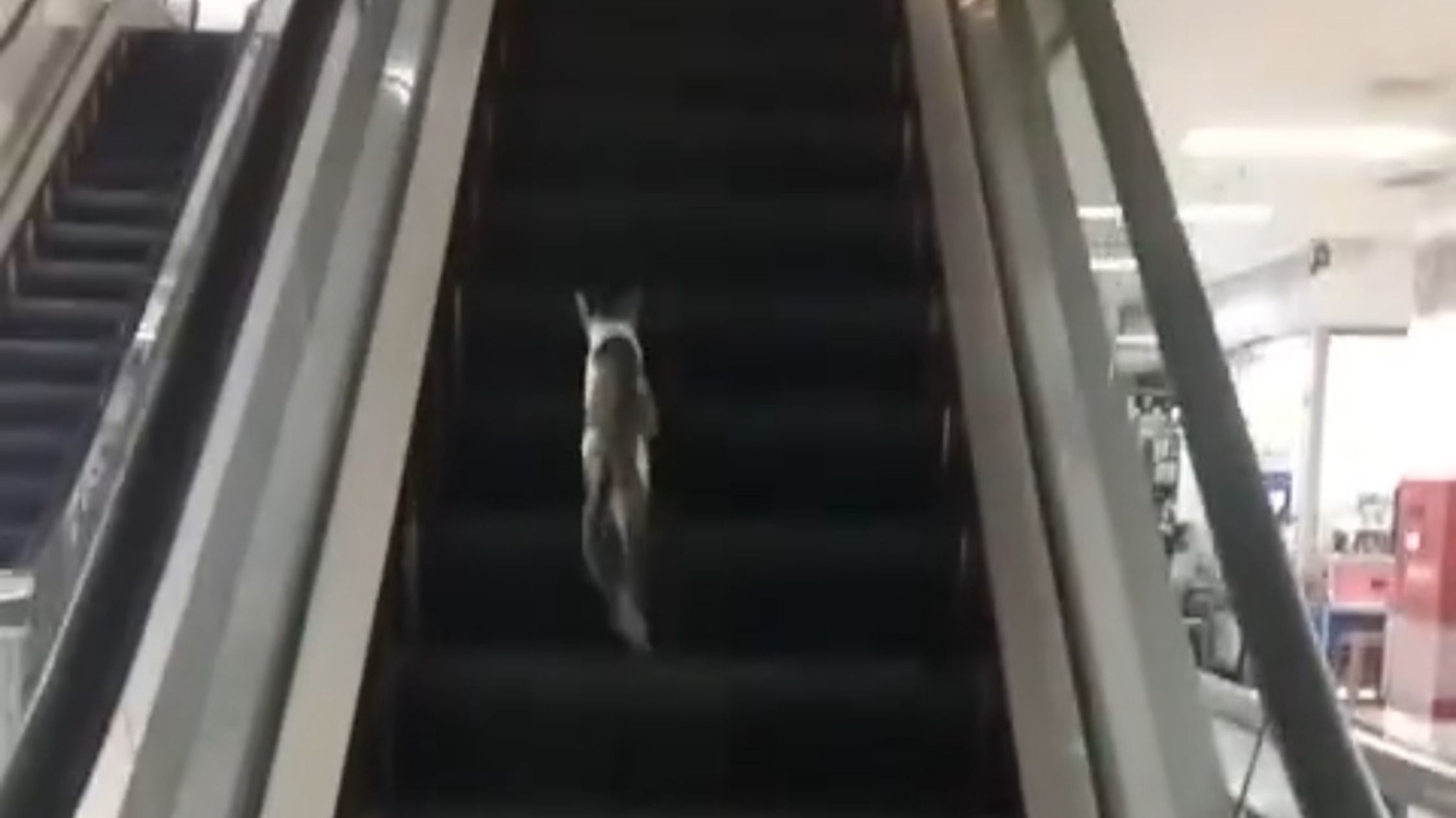 Momen Kocak! Kucing Kebingungan Hadapi Eskalator di Mal