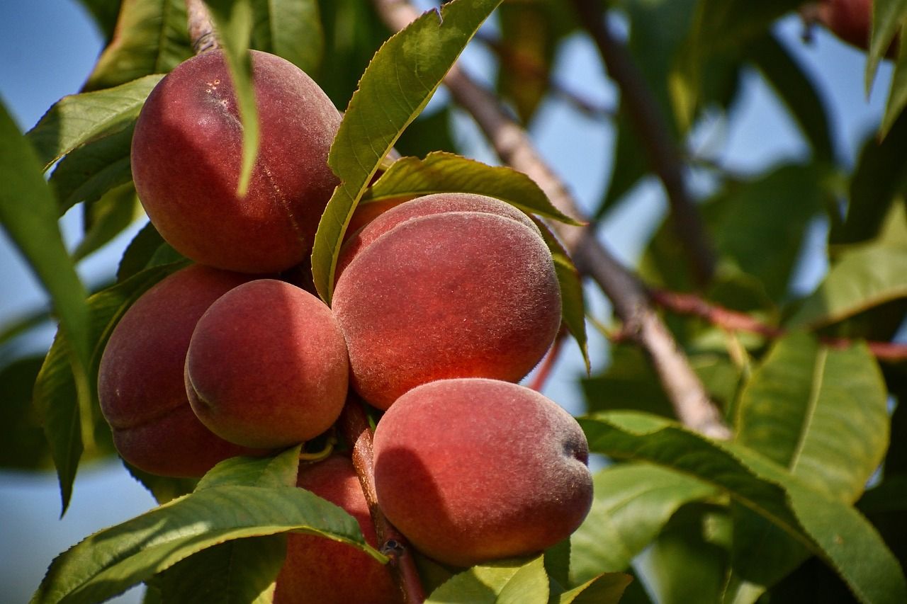 10 Buah yang Tidak Boleh Dimakan Saat Perut Kosong, Bisa Picu Asam Lambung
