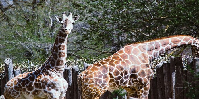 7 Fakta Biologis tentang Jerapah, Hewan Darat Tertinggi dengan Keunikan Luar Biasa