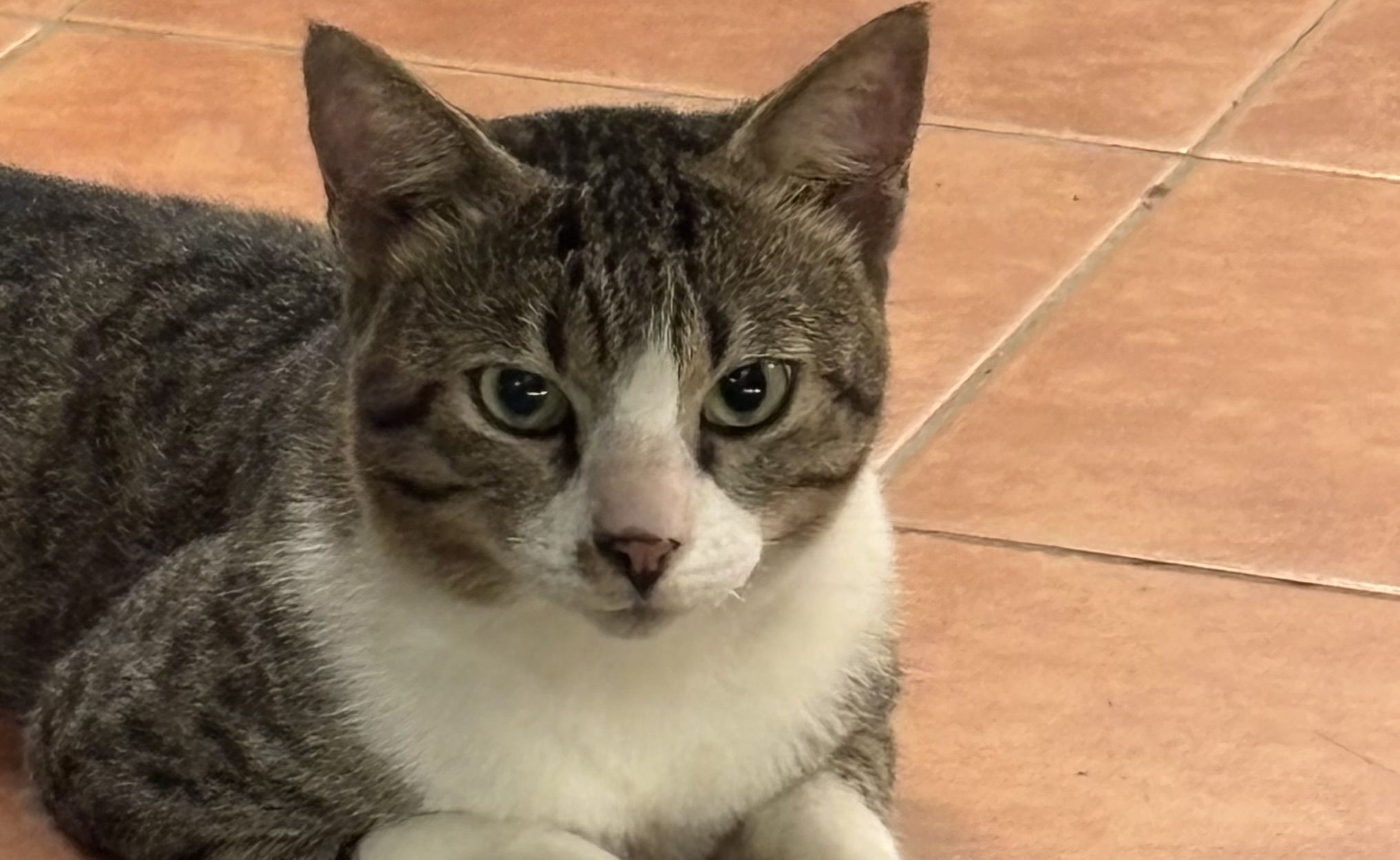 Kucing Tahu Namanya Dipanggil, Tapi Kok Tetap Cuek Sama Pemiliknya?