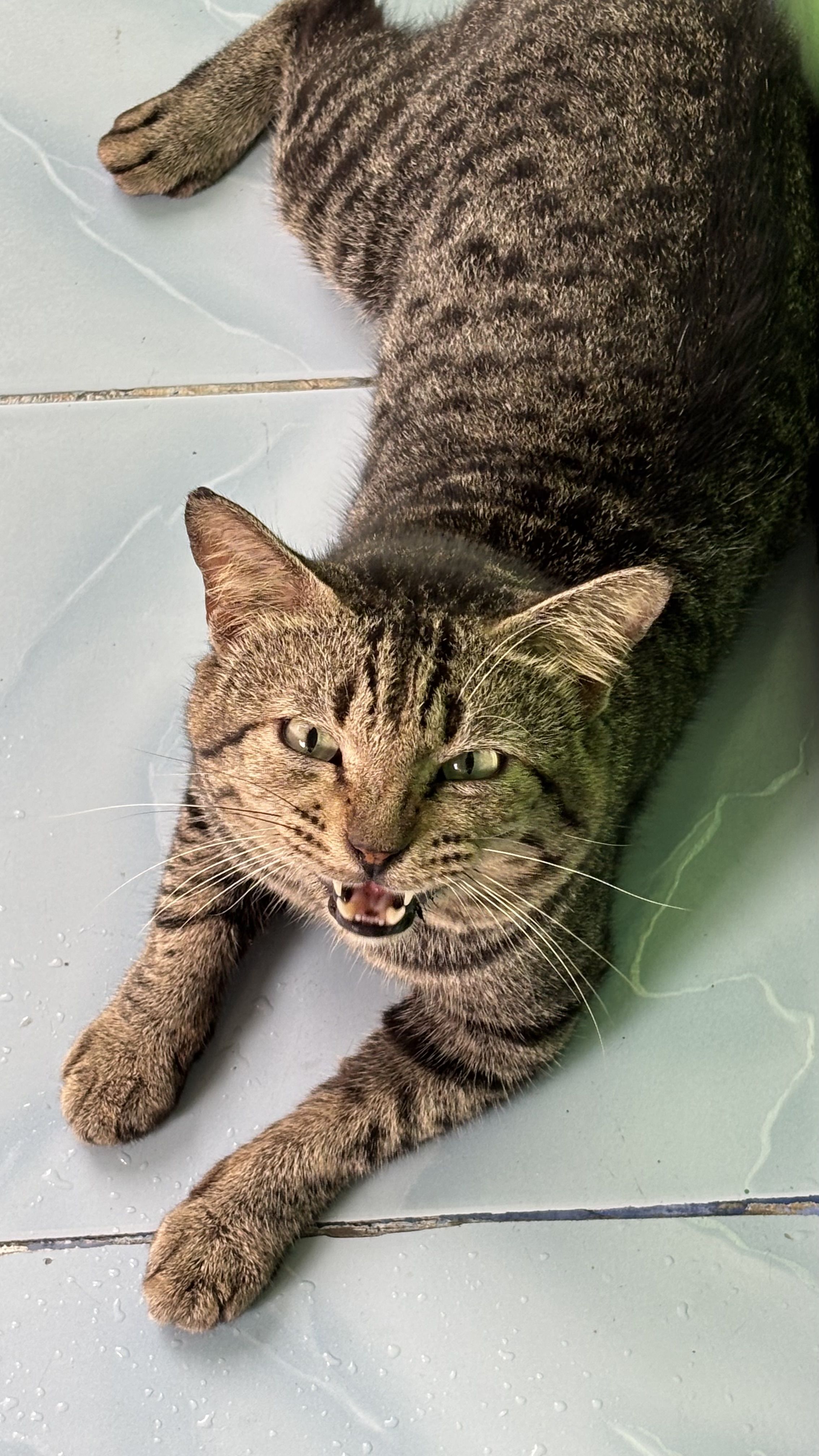 4 Fakta Ilmiah tentang Cara Kucing Berkomunikasi dengan Manusia, Ternyata Penuh Makna