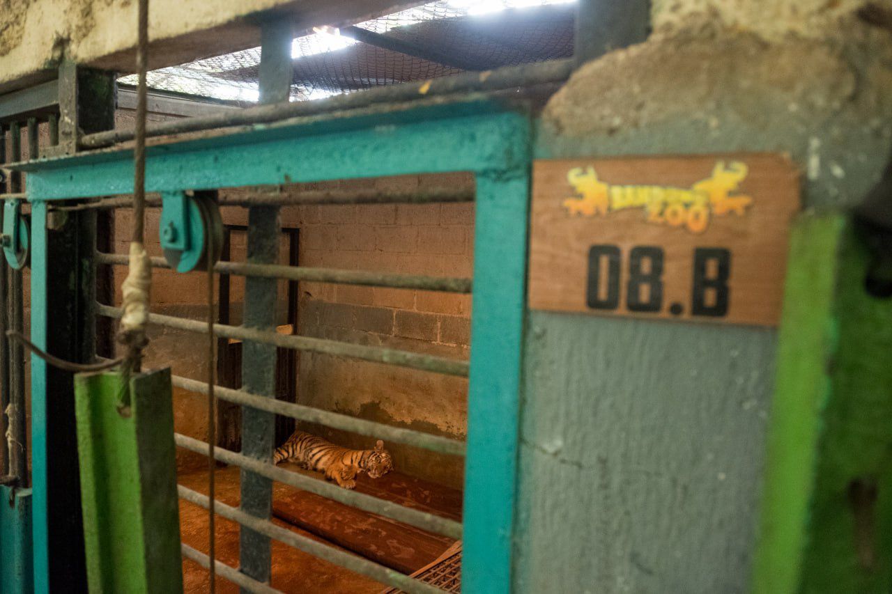 Satu Anak Harimau Mati, Satu Masih Dirawat Intensif di Bandung Zoo