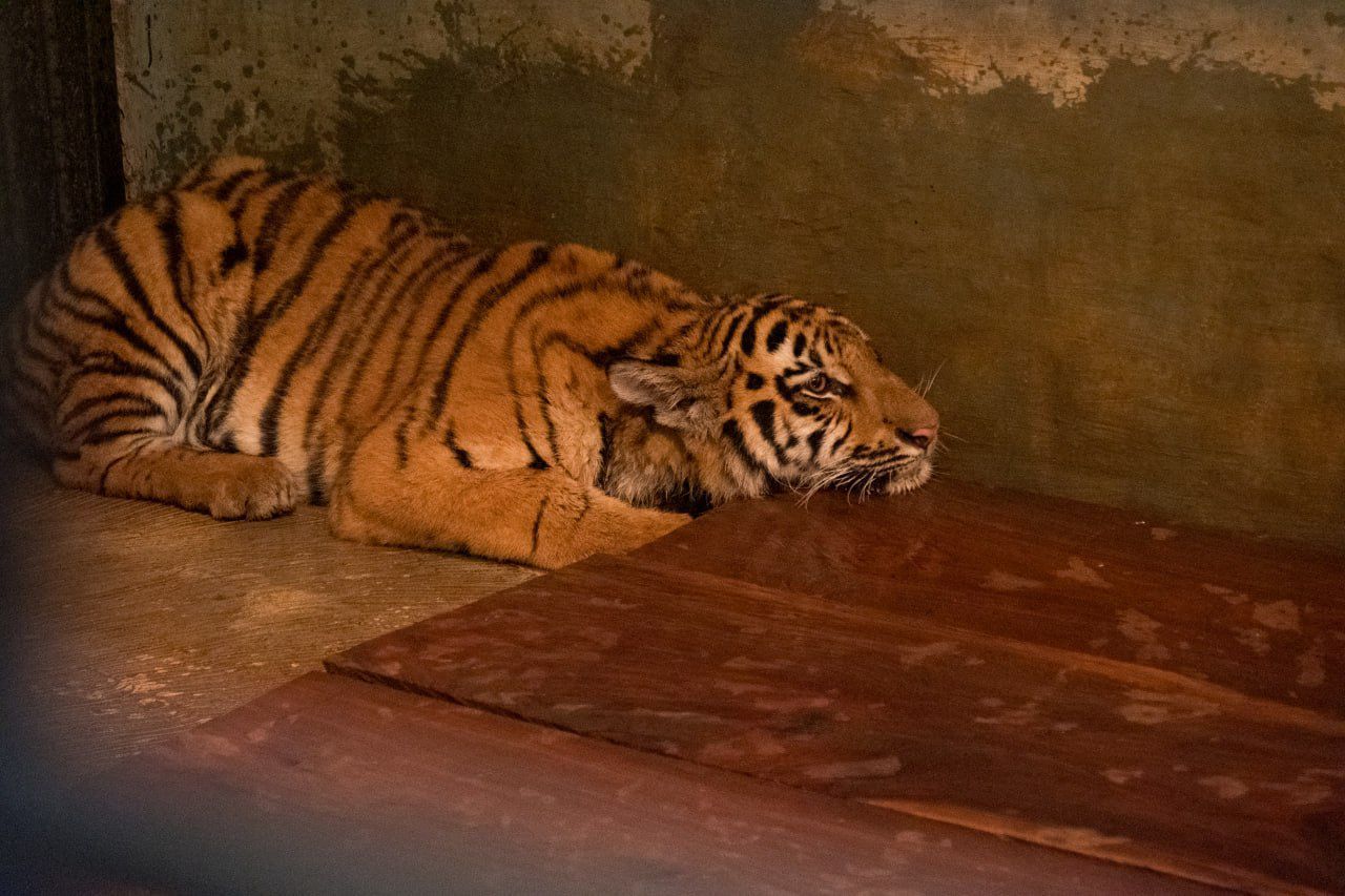 Satu Anak Harimau Mati, Satu Masih Dirawat Intensif di Bandung Zoo