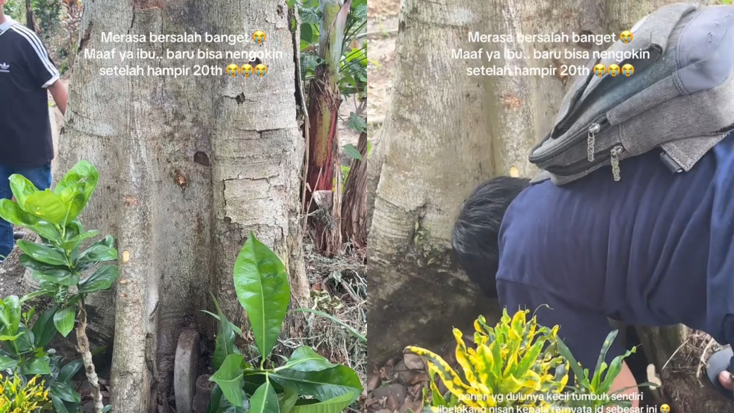 Setelah 20 Tahun Tak Ziarah, Anak Perempuan Ini Kaget Lihat Makam Ibu Tertutup Pohon Besar