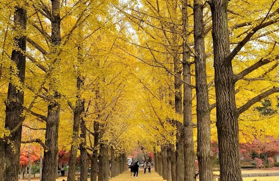 5 Destinasi Wisata Halal di Korea Selatan yang Wajib Dikunjungi!
