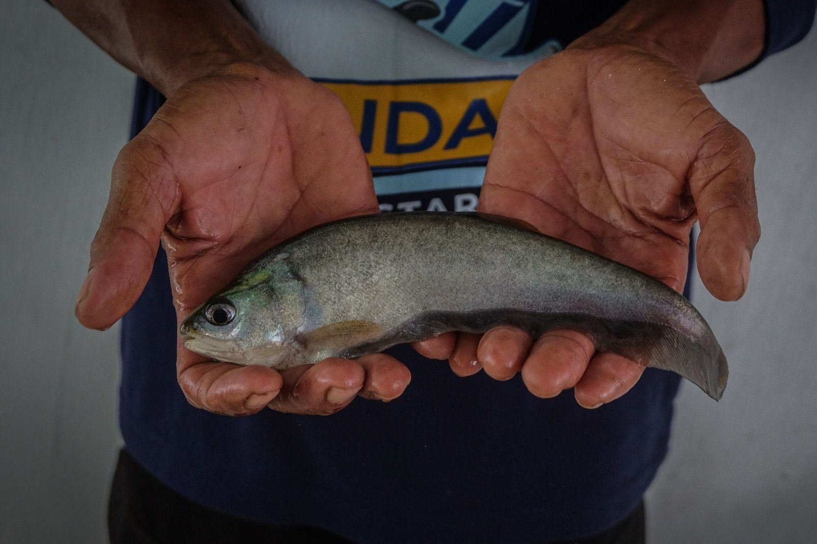 Pelestarian Ikan Belida Berbuah Manis, Ekonomi Warga Ikut Tumbuh