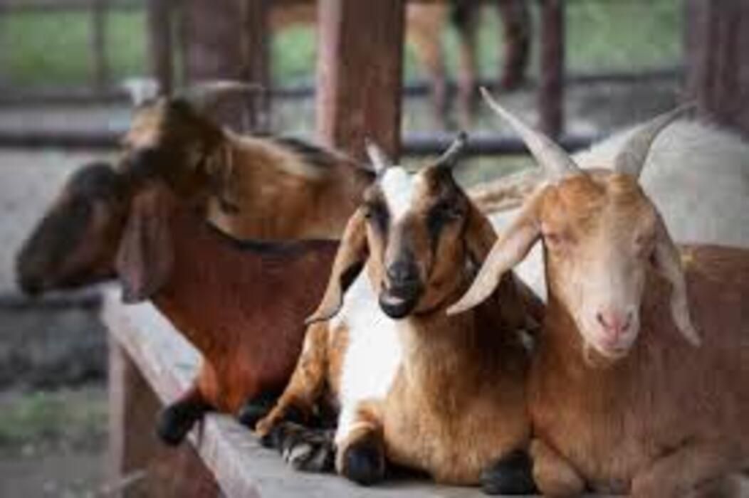 Tips Memilih Kambing Sehat untuk Kurban Idul Adha: Panduan Lengkap Sesuai Syariat dan Kementan