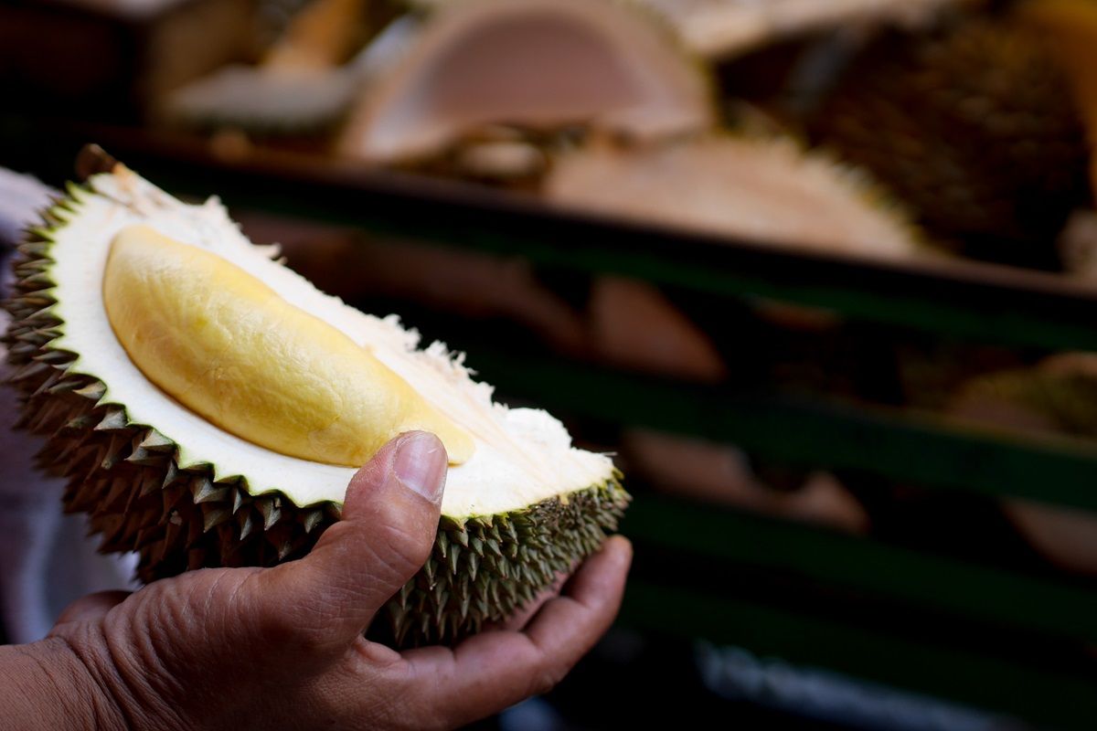 5 Daerah Penghasil Durian Terbaik di Indonesia: Surganya Pencinta si Raja Buah!