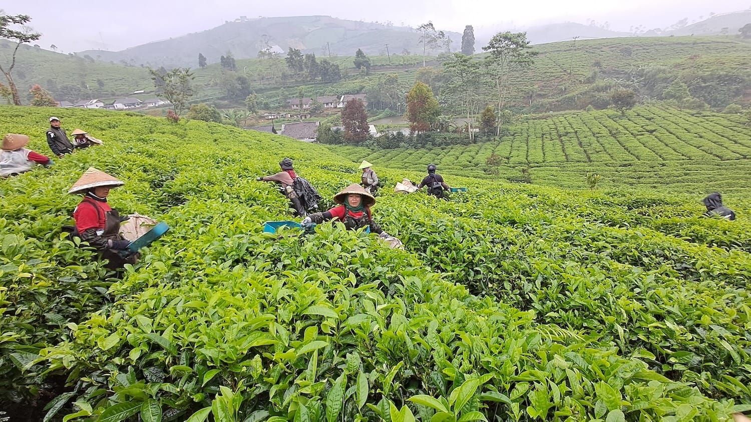 Hari Teh Internasional dan Kisah Panjang Budaya Minum Teh di Indonesia