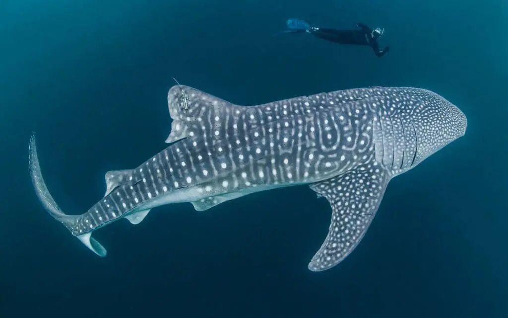 Surga Bawah Laut Nabire, Ini Rekomendasi Spot Diving Terbaik