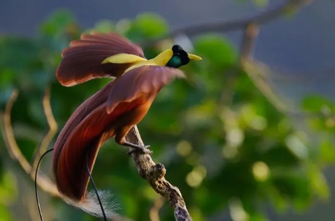 Pesona Burung Cenderawasih, Burung Surga Dari Papua Yang Menjadi Simbol Keindahan Dan Kehormatan