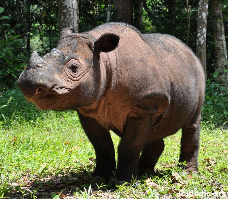 Dari Gajah hingga Badak: Daftar Satwa Langka Khas Lampung yang Wajib Dilindungi