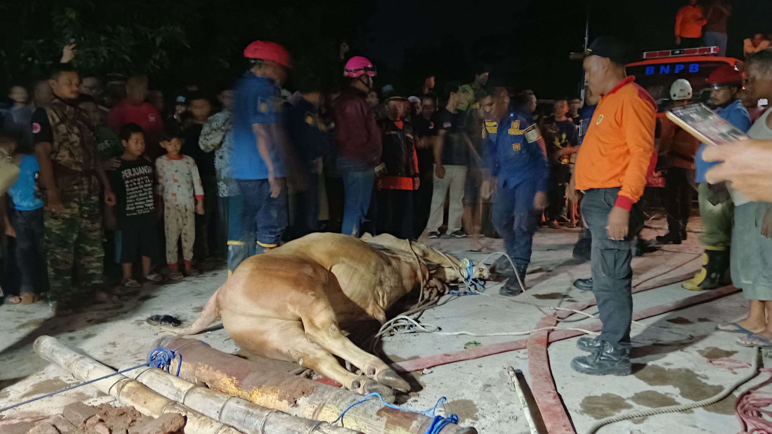 Hendak Dikirim ke Pembeli, Sapi Kurban Kabur Masuk Sumur