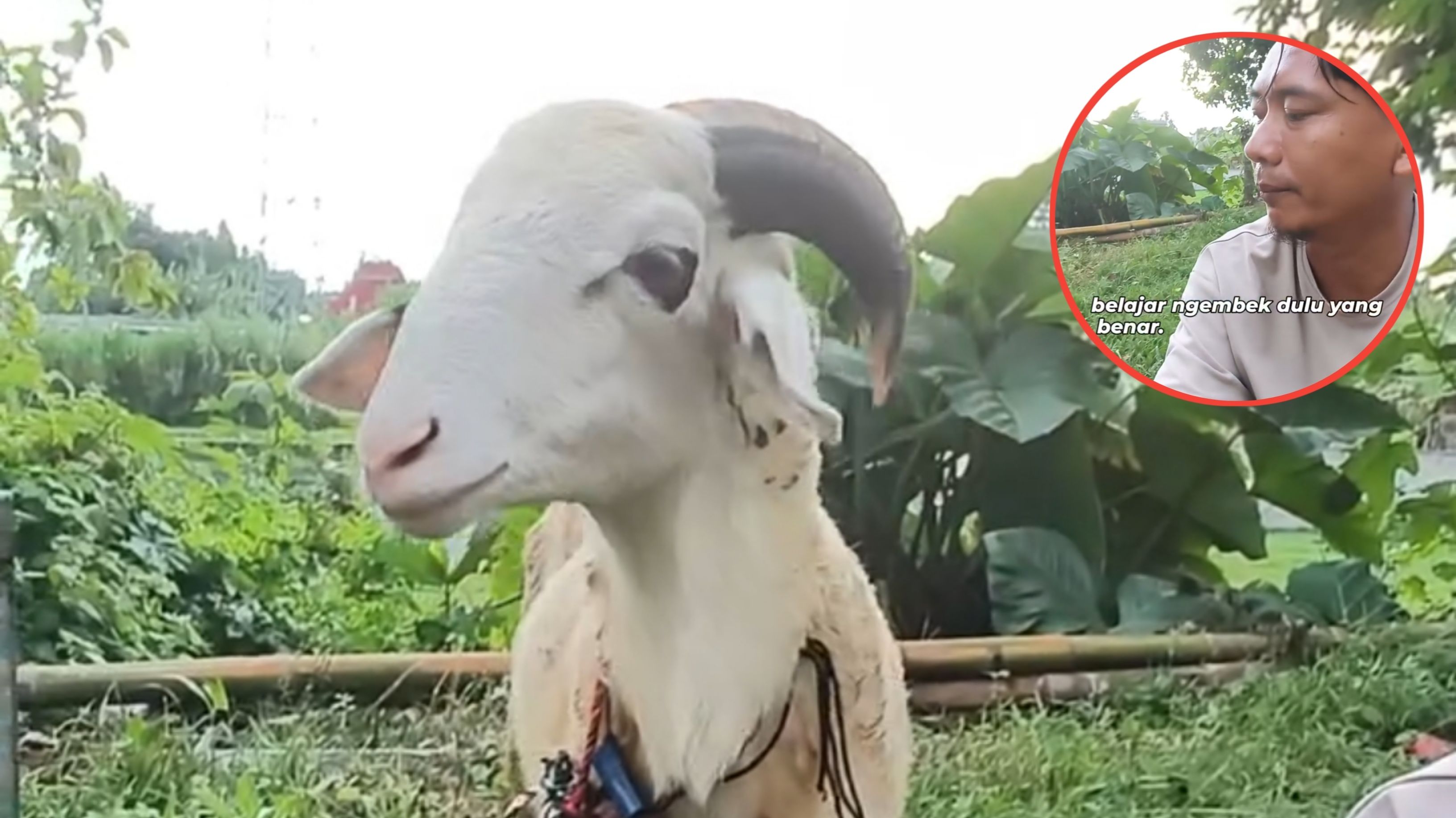 Pedagang Ini Punya Alasan Unik Mengapa Kambingnya Belum Terjual Saat Idul Adha