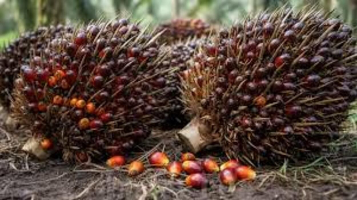 Daftar Komoditas Perkebunan Andalan Bangka Belitung yang Menjadi Penggerak Ekonomi Warga