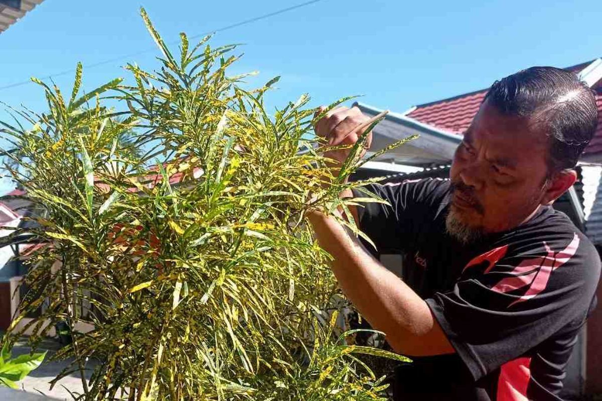 Mengenal Bunga Khas Gorontalo, Flora Unik yang Penuh Makna Filosofi