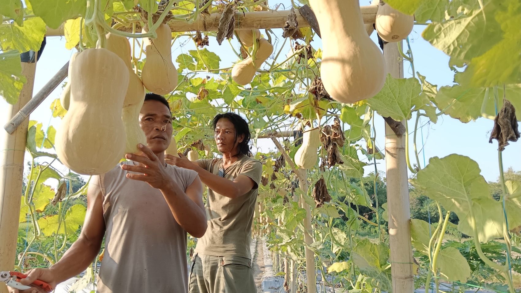Bumdes Sumber Berkah Desa Kapungan Klaten Panen Labu Madu Penunjang Superfood