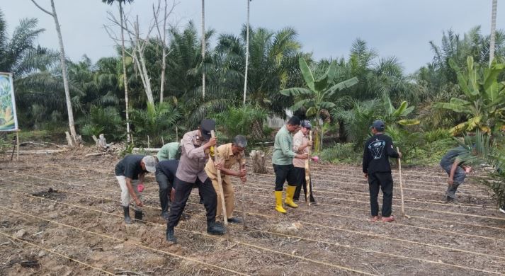 Dukung Ketahanan Pangan, Polsek Tungkal Ilir Tanam Jagung Hibrida di Bram Itam Kanan