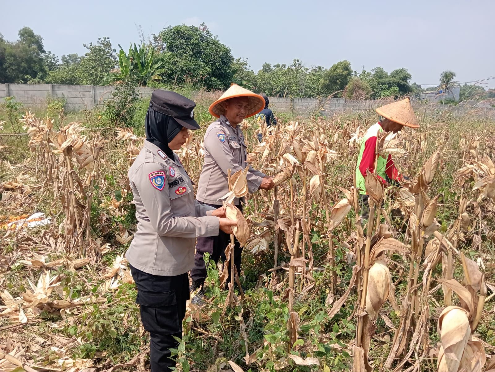 Panen Raya Jagung Hibrida di Bungursari, Bukti Nyata Sinergi Polri dan Petani Perkuat Ketahanan Pangan