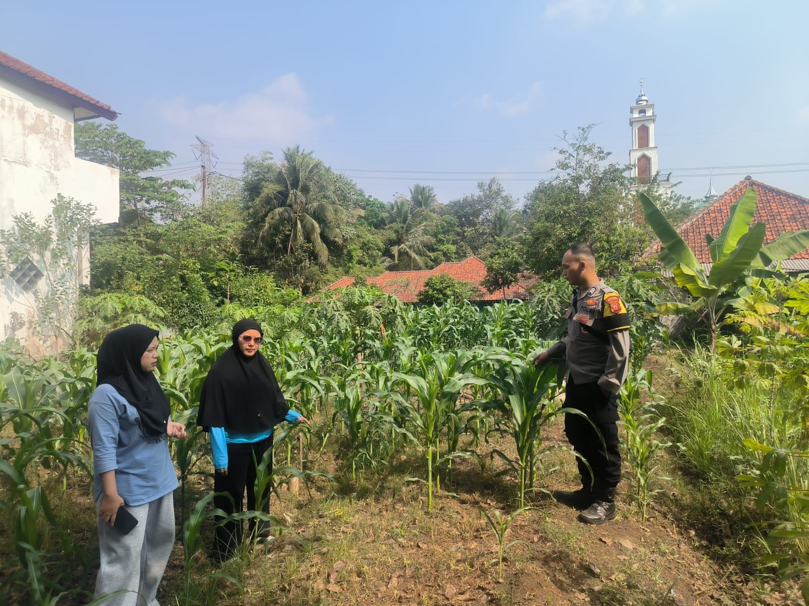 Antisipasi Musim Kemarau, Bhabinkamtibmas Polsek Plered Pantau Lahan Jagung Hibrida Milik Warga