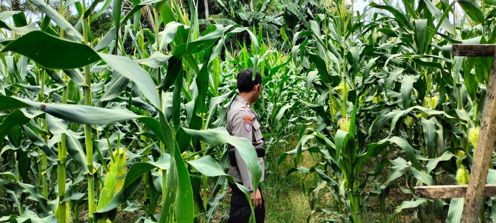 Monitoring Kebun Jagung Warga, Bhabinkamtibmas Polres Tarakan Dukung Program Pangan Nasional