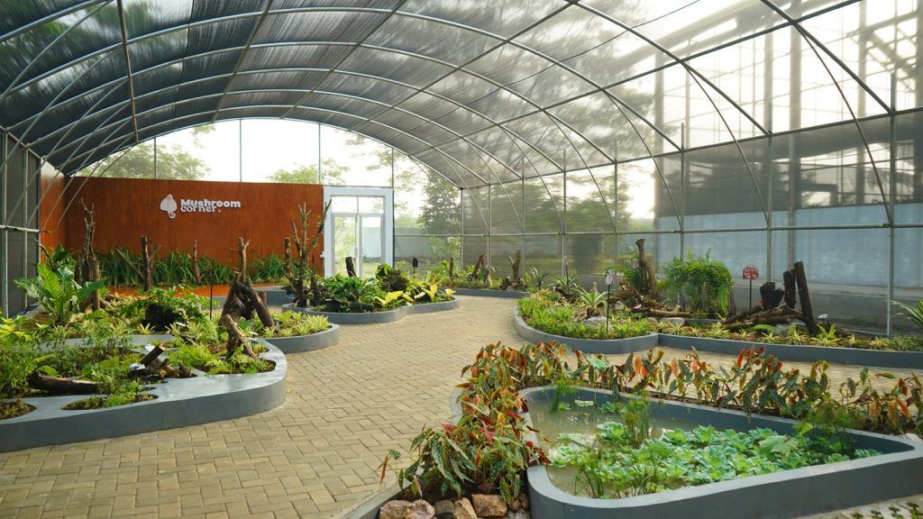 Mengenal Taman Cendawan Itera, Pusat Edukasi dan Konservasi Fungi di Sumatera