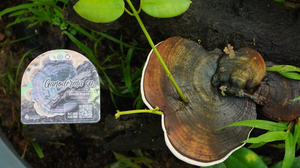Mengenal Taman Cendawan Itera, Pusat Edukasi dan Konservasi Fungi di Sumatera
