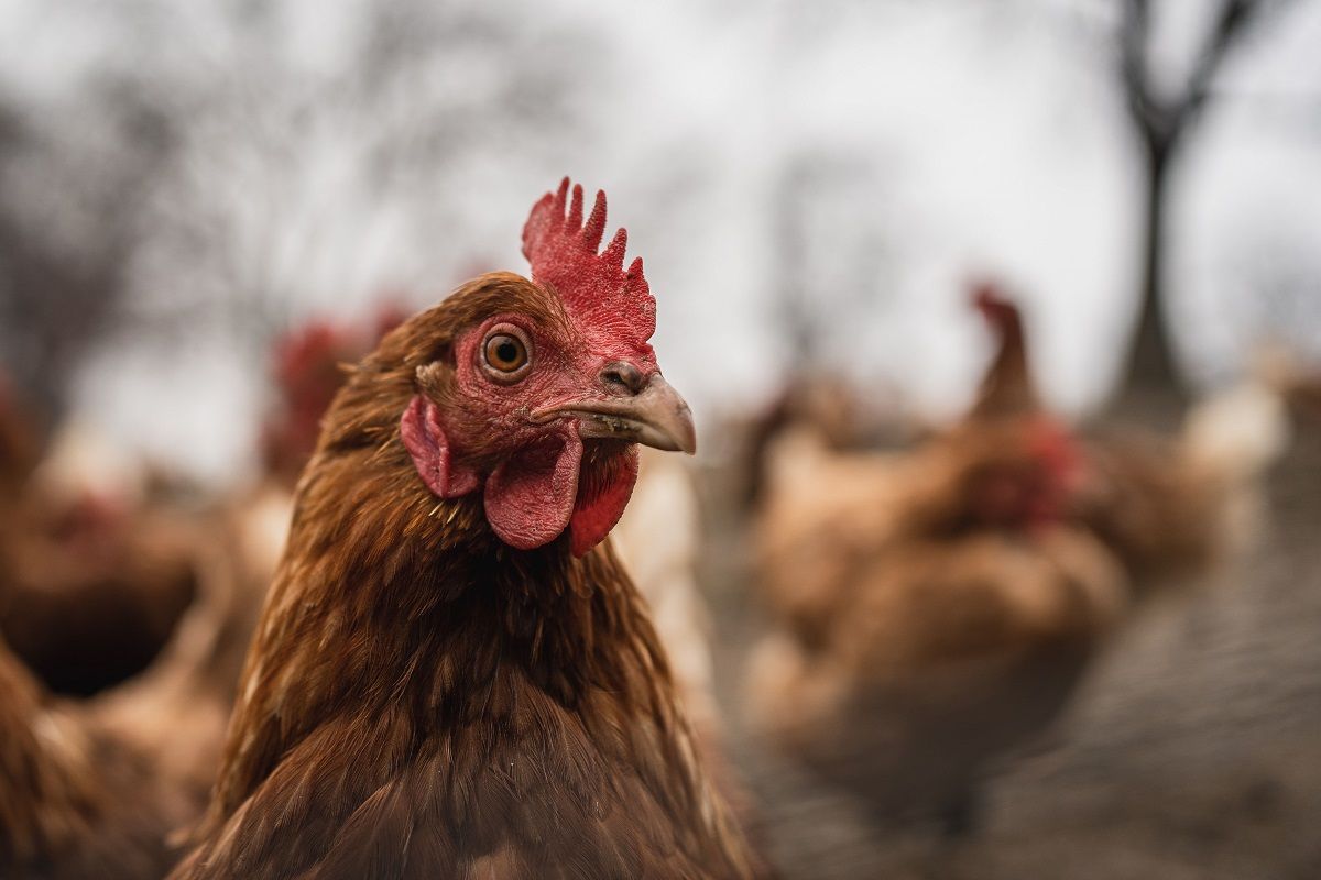 Hadapi Ancaman Flu Burung, Pemprov Lampung Perkuat Kesiapsiagaan dan Deteksi Dini Wabah